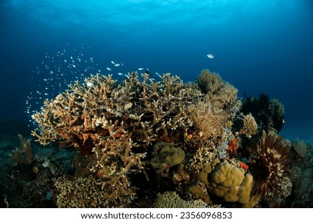 Colorful Coral Reef against Blue Water. Raja Ampat North, Indonesia