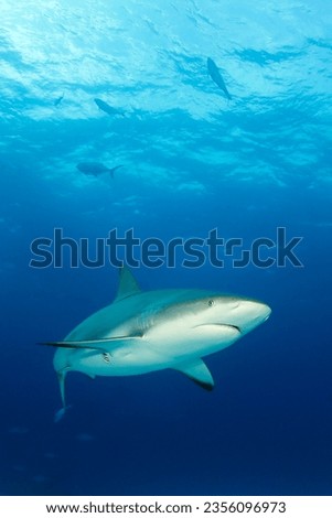Caribbean Reef Shark (Carcharhinus perezi). Tiger Beach, Bahamas