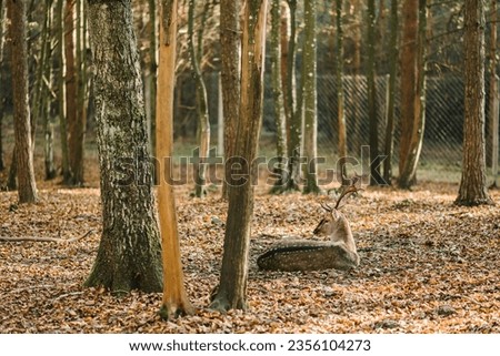 Deer with small antlers in a golden autumn forest at sunset. Stunning image of red deer stag in a landscape image. Animal in wildlife nature lies or sits in yellow leaves with copy space. Back view