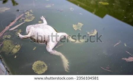 a dead frog lying on its back on the surface of dirty pond water