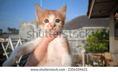 selective focus of a mixed-breed orange white domestic kitten holding someone's hand against a blurred background outdoors