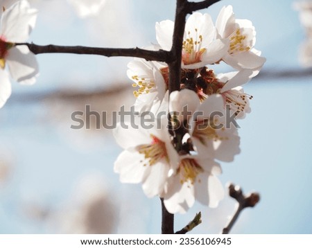 almond flowers in japanese spring