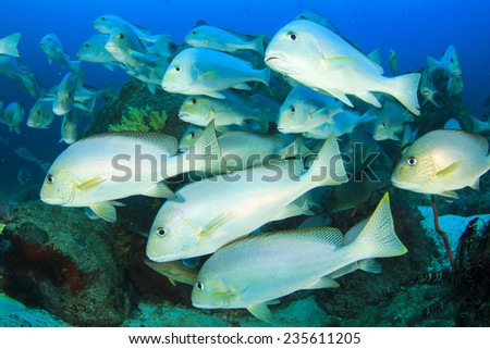 School of Silver Sweetlips fish underwater