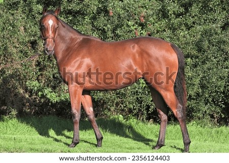 Yearling Thoroughbred ready for the racing yearling sales. Horse conformation. Equestrian  Royalty-Free Stock Photo #2356124403
