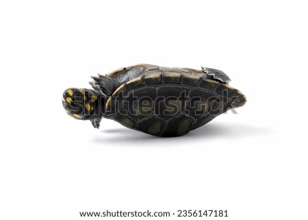 Clown turtle "odocnemis unifilis" on white background, Clown turtle closeup