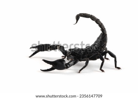 Asian  forest scorpion "Heterometrus spinifer" closeup on isolated background, Asian  forest scorpion closeup