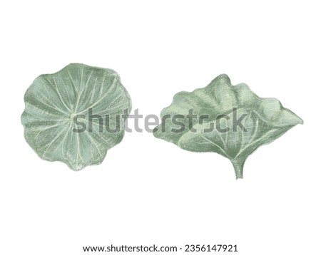 The green leaf of the sacred lotus. Botanical sketch with colored pencils. Vector isolated illustration.