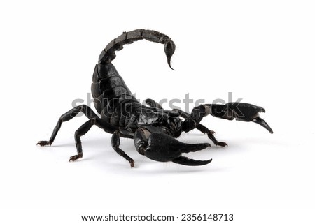Asian  forest scorpion "Heterometrus spinifer" closeup on isolated background, Asian  forest scorpion closeup Royalty-Free Stock Photo #2356148713