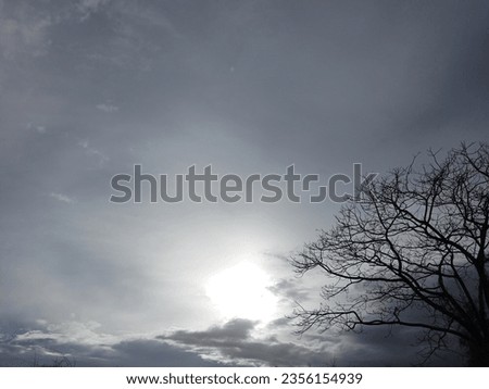 cloudy silver colour sky with dry zone tree 