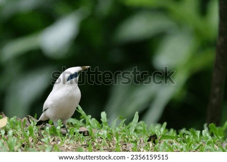 taman mini, east jakarta, indonesia, may 3oth 2022 : a Bali myna (Leucopsar rothschildi) at the ground looking for some food inside of aviary zoo of taman mini indonesia indah, with bokeh background Royalty-Free Stock Photo #2356159515
