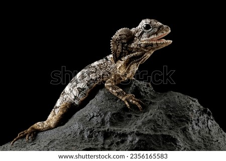 Frilled lizard isolated on black background, Chlamydosaurus kingii