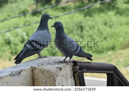  Just chilling on this fence with my pigeon pal, enjoying the outdoor breeze and the view! #PigeonParty #FeatheredFriends 🐦🌳 Royalty-Free Stock Photo #2356171839