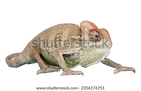 
Green and whi lizard Panther chameleon isolated on white background.water dragon on white background picture.An oriental garden lizard clings to a tree in Vietnam.Green lizard on branch, green lizard