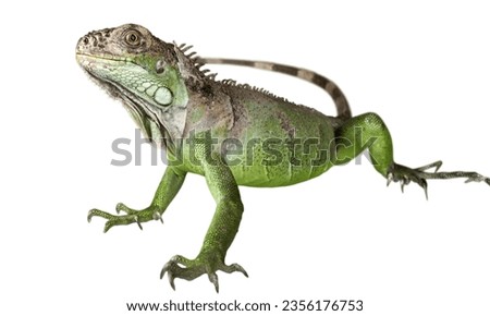 
Green and whi lizard Panther chameleon isolated on white background.water dragon on white background picture.An oriental garden lizard clings to a tree in Vietnam.Green lizard on branch, green lizard