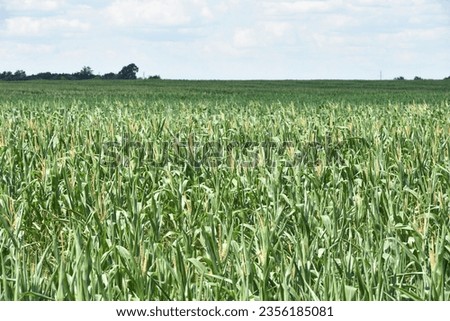 ears of corn and green leaves on a field background close-up. Corn farm. A selective focus picture of corn cob in organic corn field. concept of good harvest, agricultural