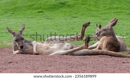 Red kangaroos rest in amazing poses.
