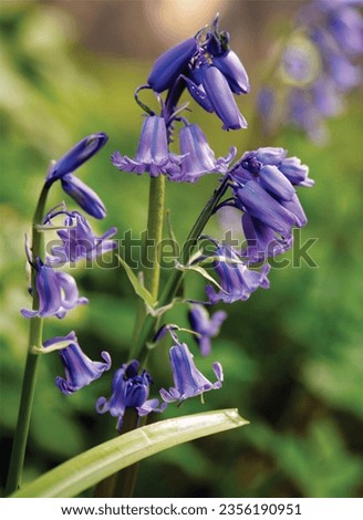 the flower in the image is a bluebell. More specifically, it is a common bluebell (Hyacinthoides non-scripta)