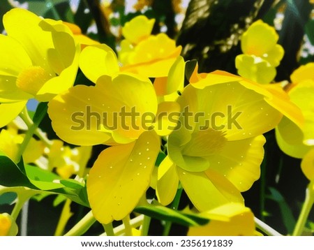 Delicate Yellow Blossom in Nature