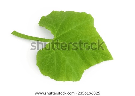 green pumpkin leaf isolated on white background