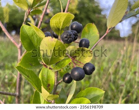 Black chokeberry fruits - Viking variety Royalty-Free Stock Photo #2356198709
