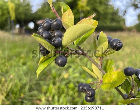 Black chokeberry fruits - Viking variety Royalty-Free Stock Photo #2356198711