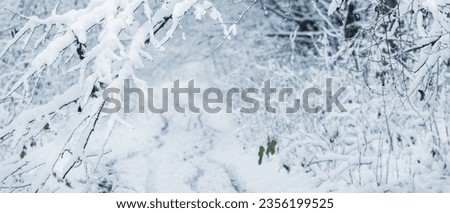 Snowy tree branches in a winter forest, snowy road in the forest