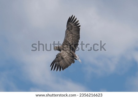 White tailed eagle - haliaeetus albicilla - in flight with spread wings with blue cloudy sky in background. photo from szczecin lagoon in Poland.