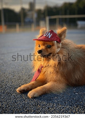 Portrait of a beautiful, cool red dog with blurred background. Dog on a walk, wearing a red cap and red tie. A dog of Pomeranian Spitz breed lying on a jogging track and looking into the distance.