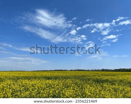 Field of canola flowers in the countryside, rape, rapeseed, oilseed.