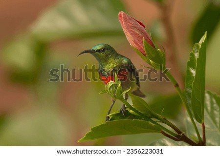 Olive-bellied sunbird - Cinnyris chloropygius - perched between green leaves and lilac flowers. Picture from Bissago Islands, Guinea Bissau.