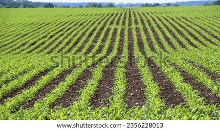 In the farmer's field there are rows of young corn seedlings.
