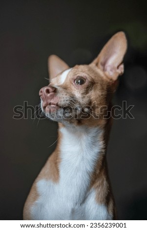 Surprised chihuahua, posing, staring off into distance