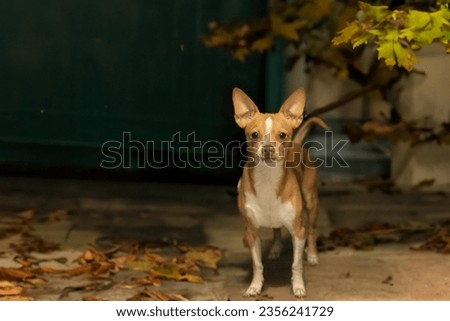 Chihuahua standing in front of  door, outside, fall season
