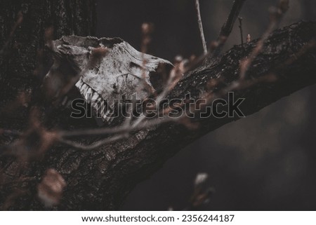 skull horror death trees bones background