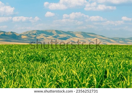 View of a cornfield and a solitary tree. Agricultural themed image. Space for text. Erzurum, Turkey