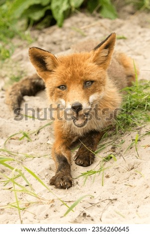 Red Fox Lying on the Sand in A National Park