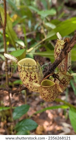 N. Ampularia, The name is derived from the Latin'ampulla, the name of a type of flask, a reference to the characteristic, ampulla-like pitchers produced by this species. Royalty-Free Stock Photo #2356268121