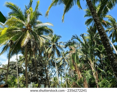 coconut trees that grow tall and straight