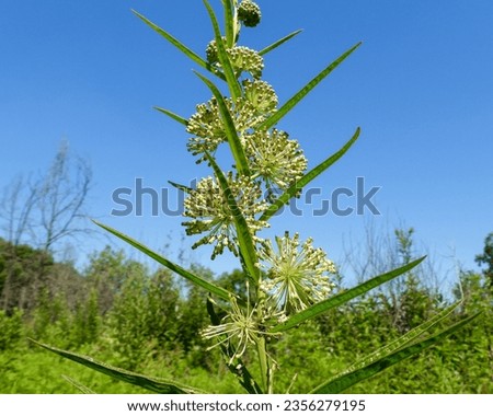 Asclepias hirtella (Prairie Milkweed) Native North American Wildflower Royalty-Free Stock Photo #2356279195