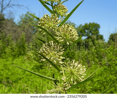 Asclepias hirtella (Prairie Milkweed) Native North American Wildflower Royalty-Free Stock Photo #2356279205