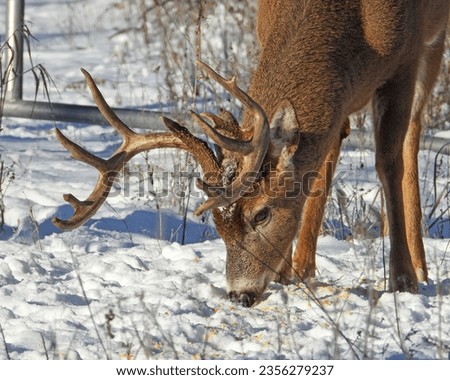 White-tailed Deer (Odocoileus virginianus) Male Buck with Antlers Royalty-Free Stock Photo #2356279237