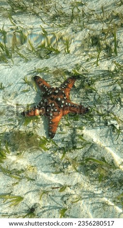 picture of star fish brown beautiful 