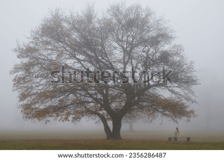 A woman sitting on a bench underneath a big tree in mist in Czechia
