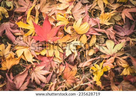 Background autumn, Outdoor