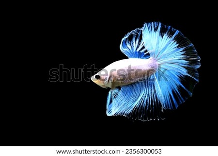 Betta Fish, Siamese Fighting fish original from Thailand Isolated on different black, blue or grey background