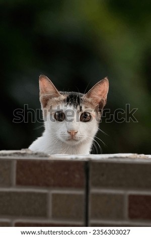 Feral cat belong to my neighbors looking at me while taking picture of it