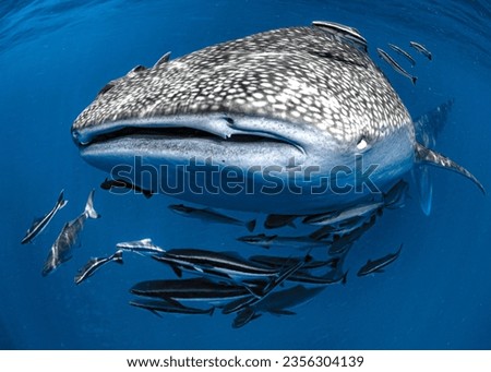 Closeup Picture of Whale Shark Rhincodon typus swimming around warm water near to surface with cobia fish. Tropical corals reef life under deep blue Andaman Sea. Sea Life of Indo Pacific Ocean seabed.