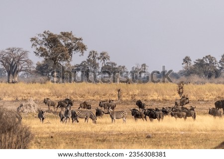 Telephoto shot of a herd of blue wildebeest - Connochaetes taurinus- and Burchell's Plains zebra -Equus quagga burchelli- standing on the plains of the Okavango Delta, Botswana.