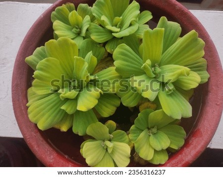 High-quality stock photos of water lettuce (Pistia stratiotes),  floating in flower pot . perfect for nature and aquatic-themed projects.