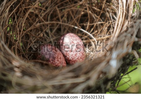 Red ventilated bulbul (Pycnonotus cafer). Two red spotted bird eggs in nest selective focus